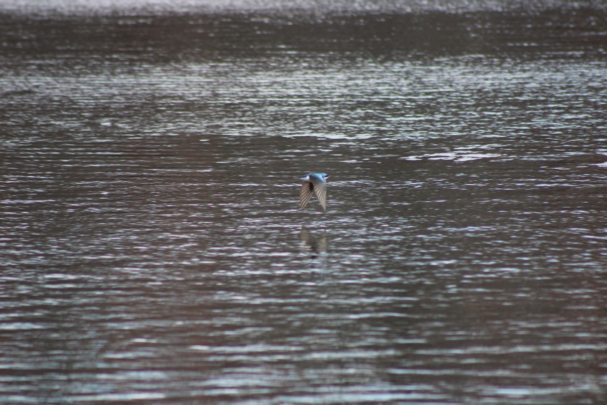 tresvale - ML654396208