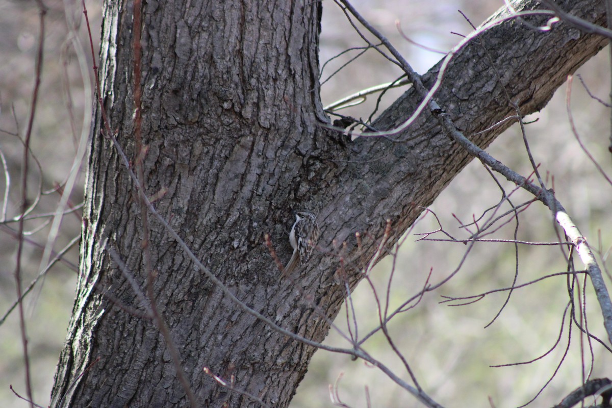 amerikatrekryper - ML654396258