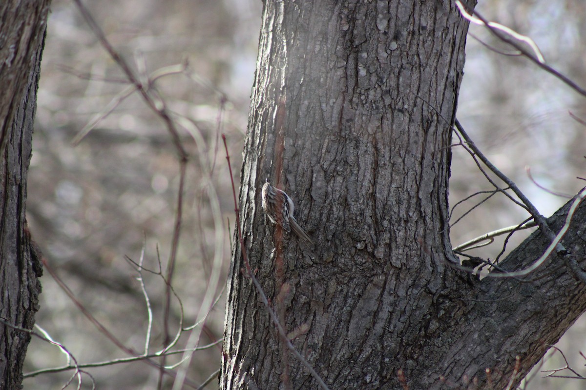 amerikatrekryper - ML654396259