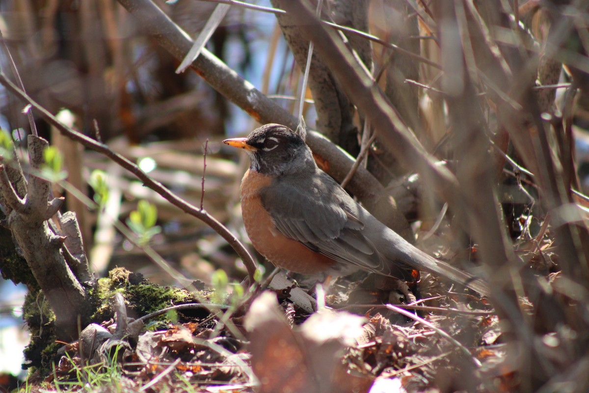 vandretrost - ML654396310