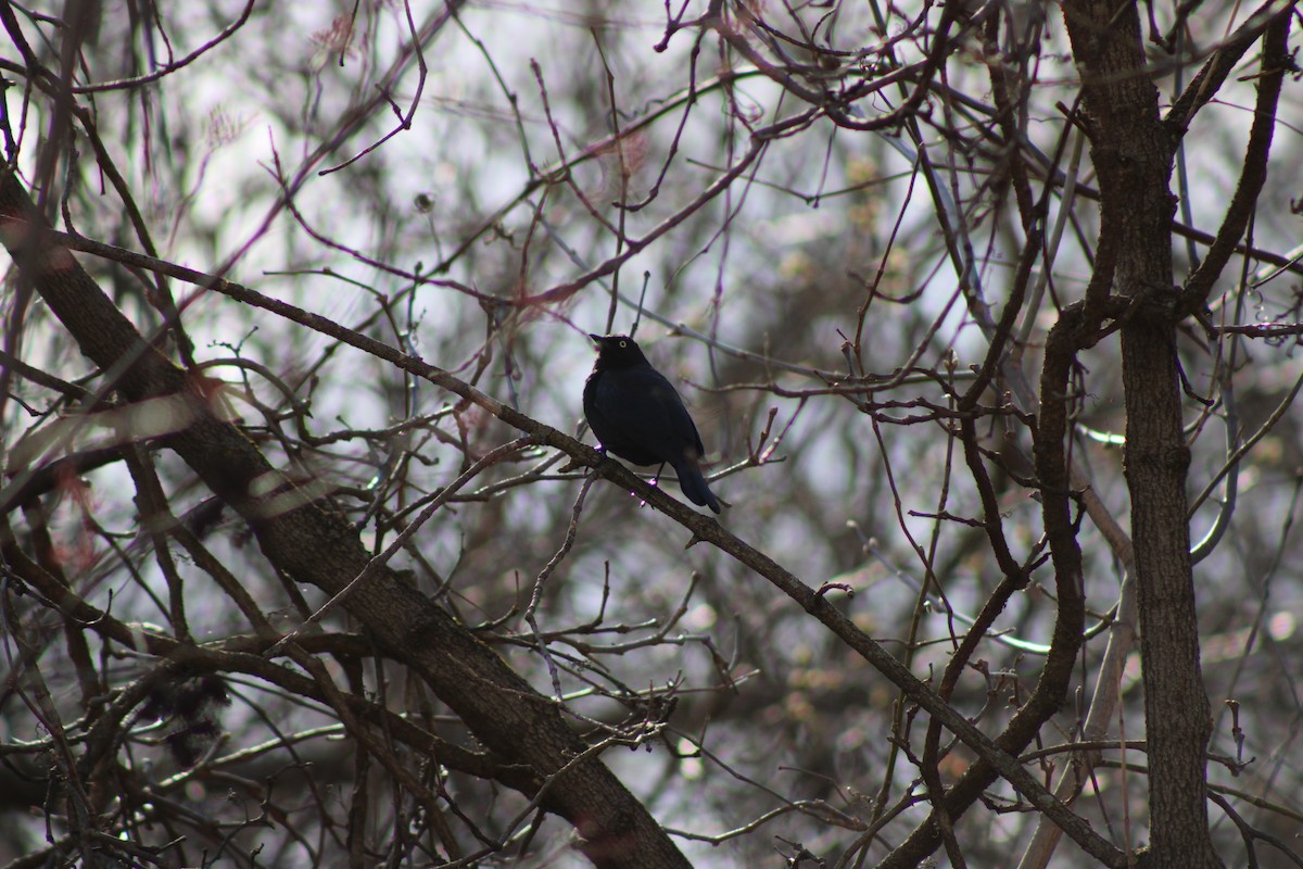 kanadatrupial - ML654396404