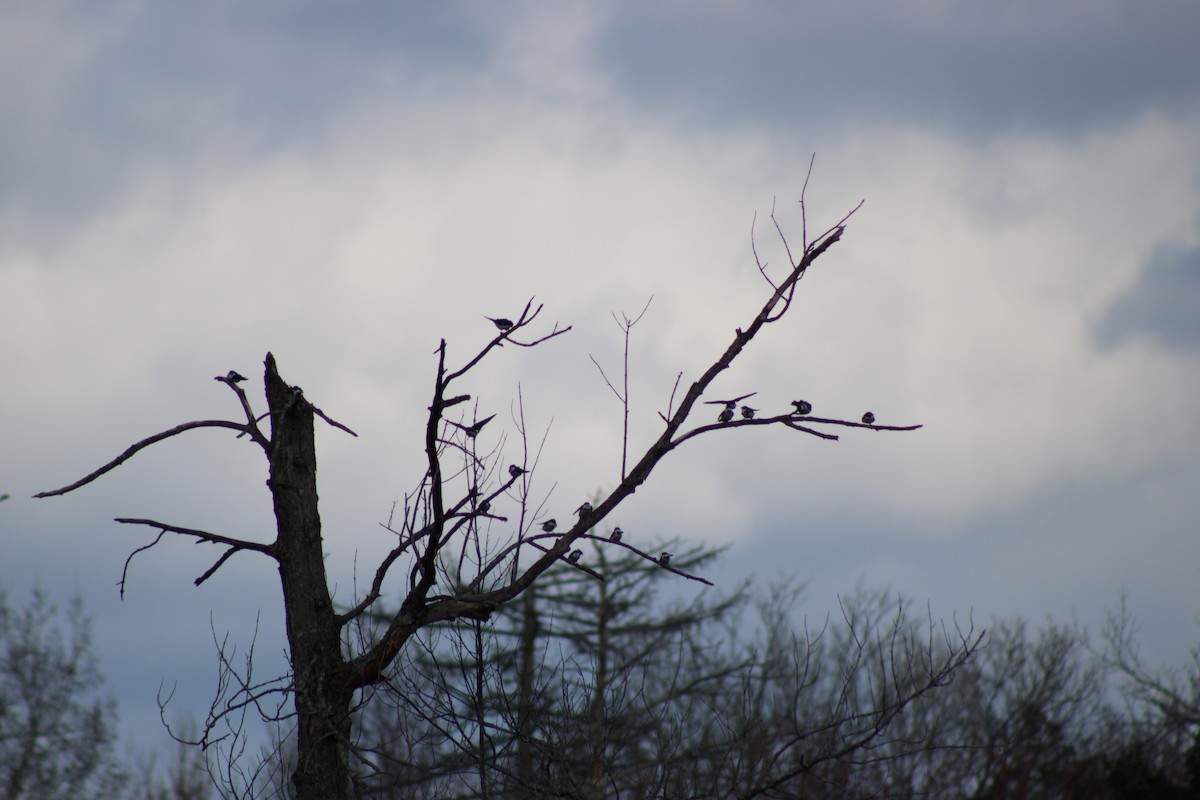 tresvale - ML654396558