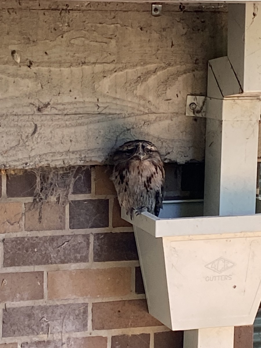 Tawny Frogmouth - ML654396641