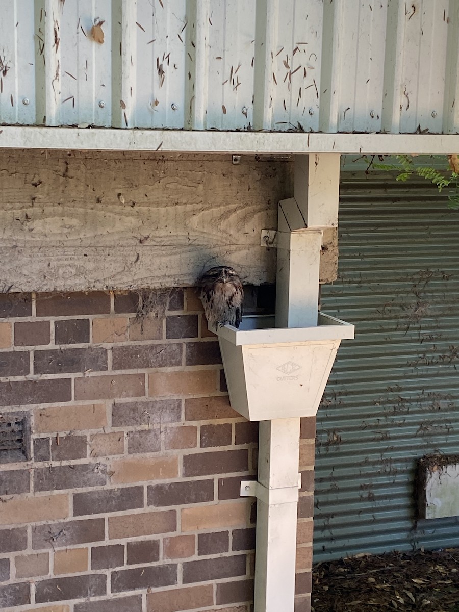 Tawny Frogmouth - ML654396643