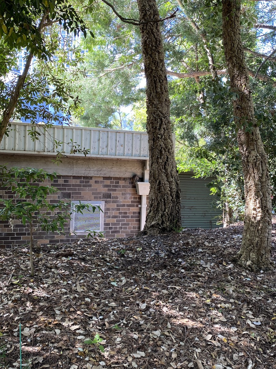 Tawny Frogmouth - ML654396644