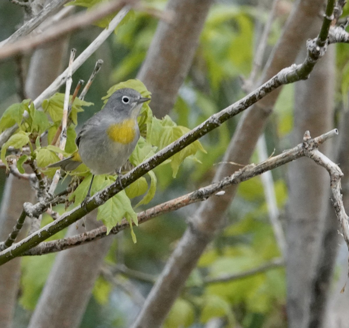 Virginia's Warbler - ML654397256