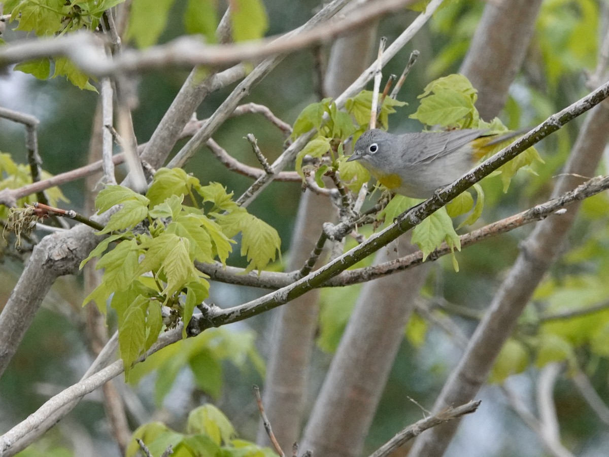 Virginia's Warbler - ML654397259
