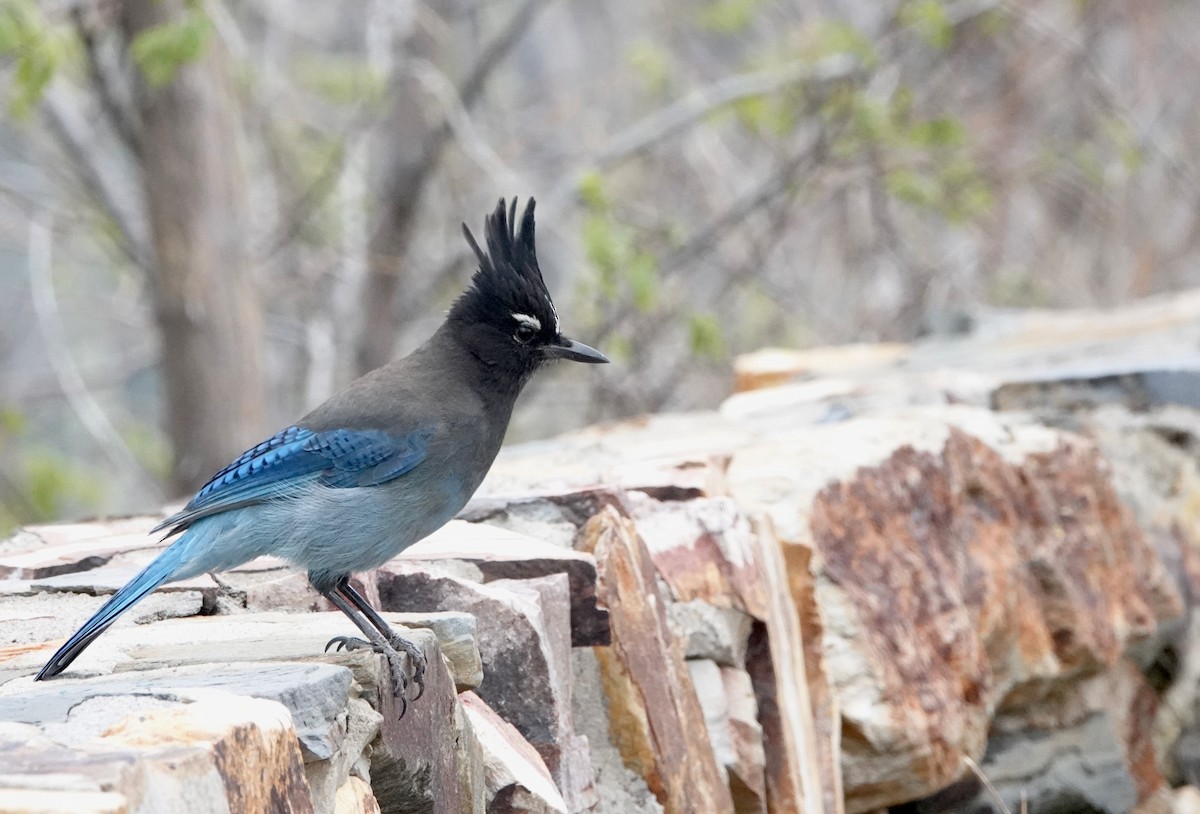 Steller's Jay (Southwest Interior) - ML654397285