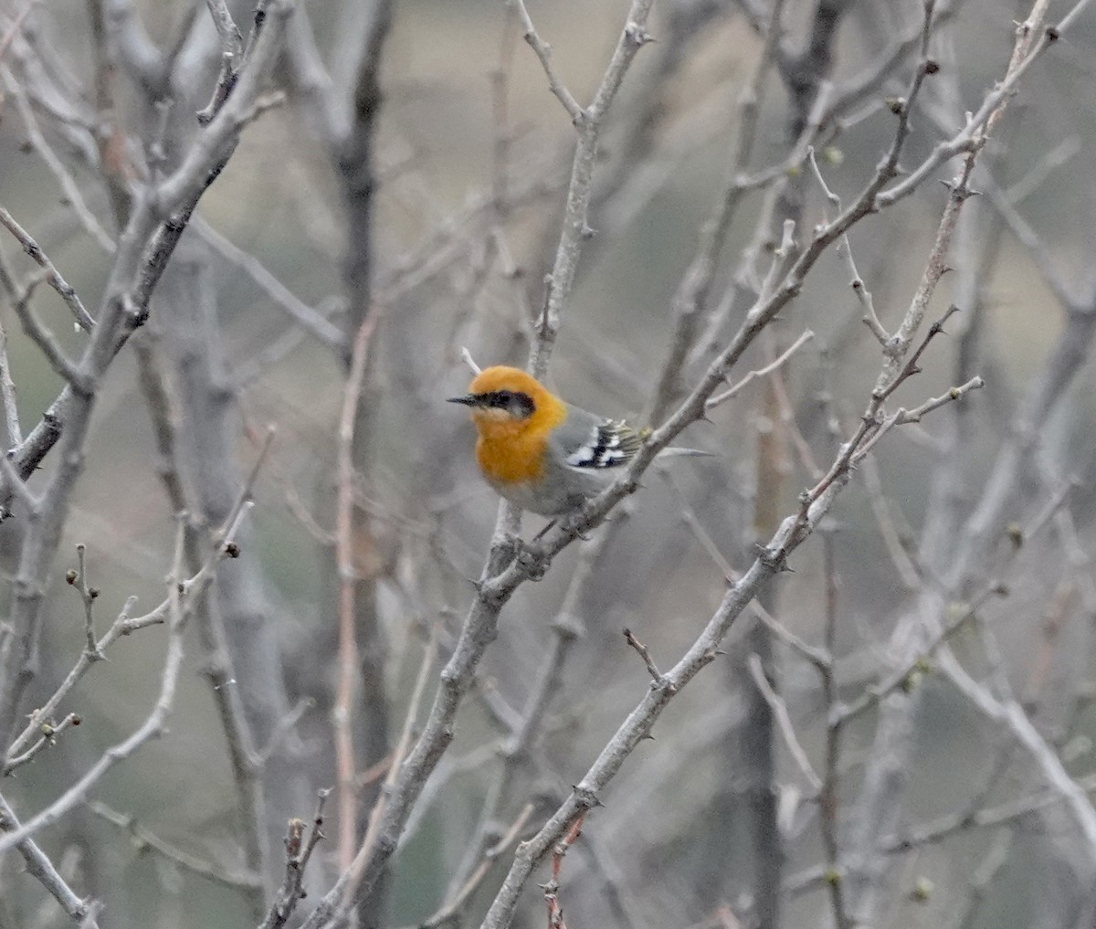 Olive Warbler - ML654397420