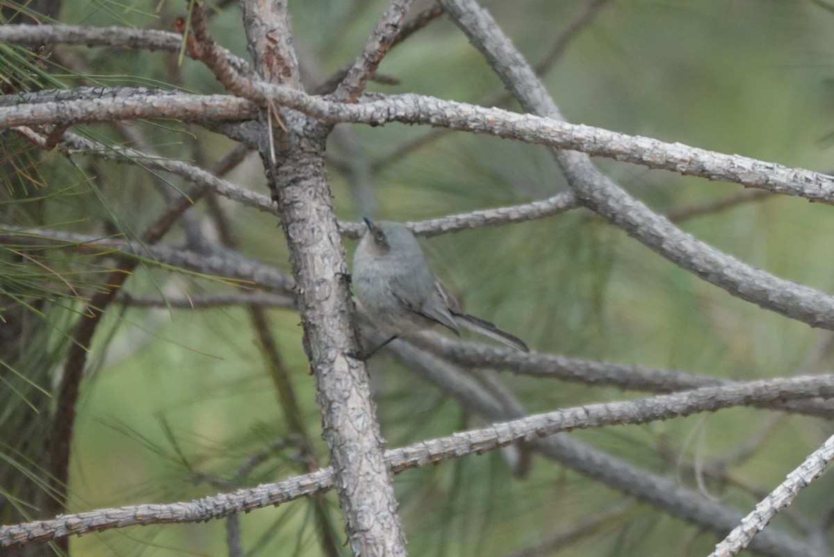 Bushtit - ML654397903