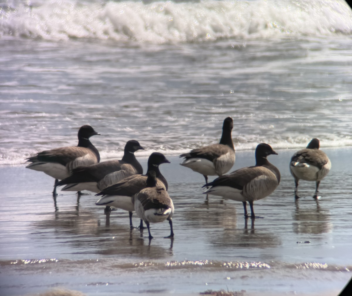 eBird Checklist - 6 Apr 2026 - Scarborough State Beach - 13 species