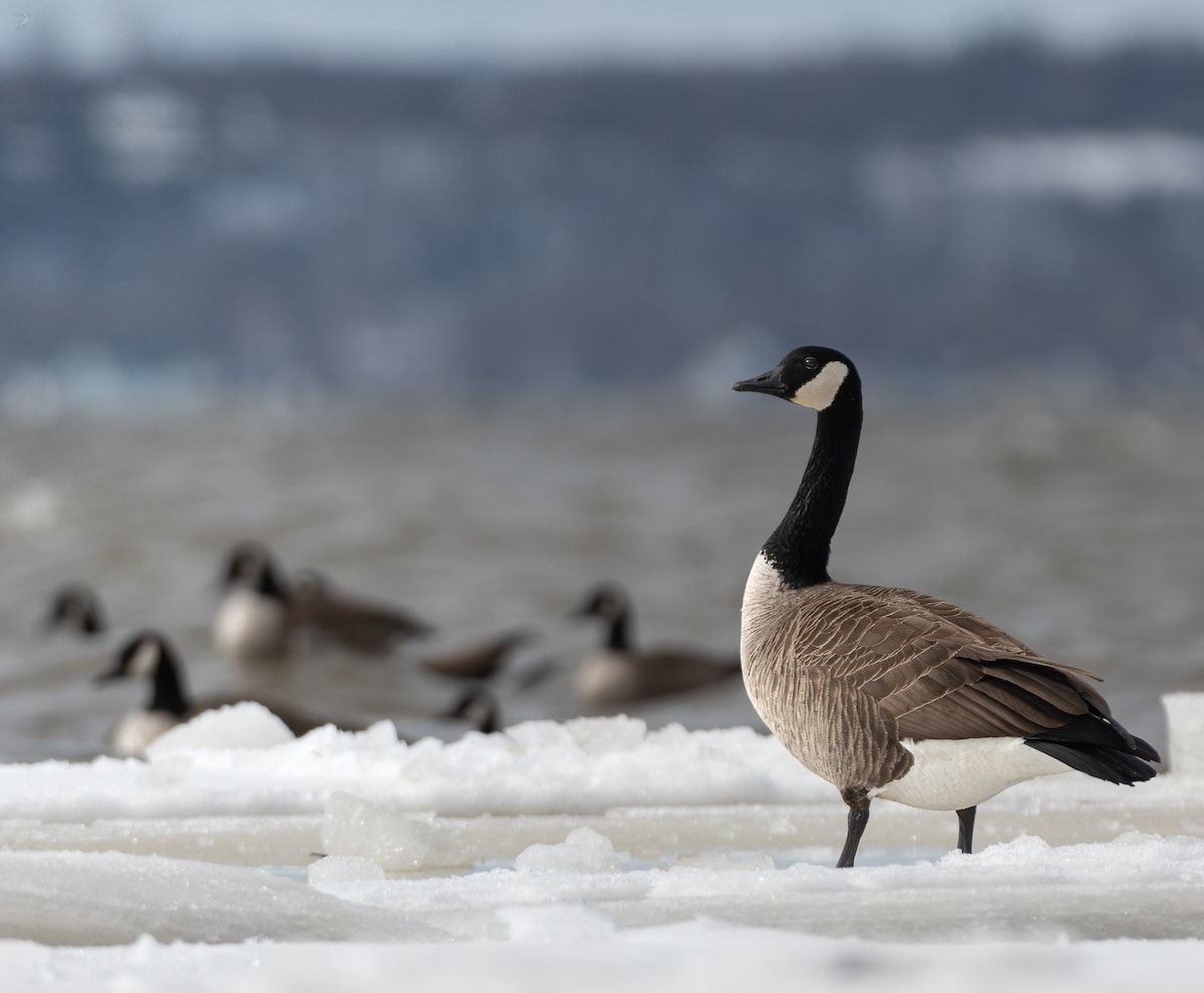 Canada Goose - ML654399689