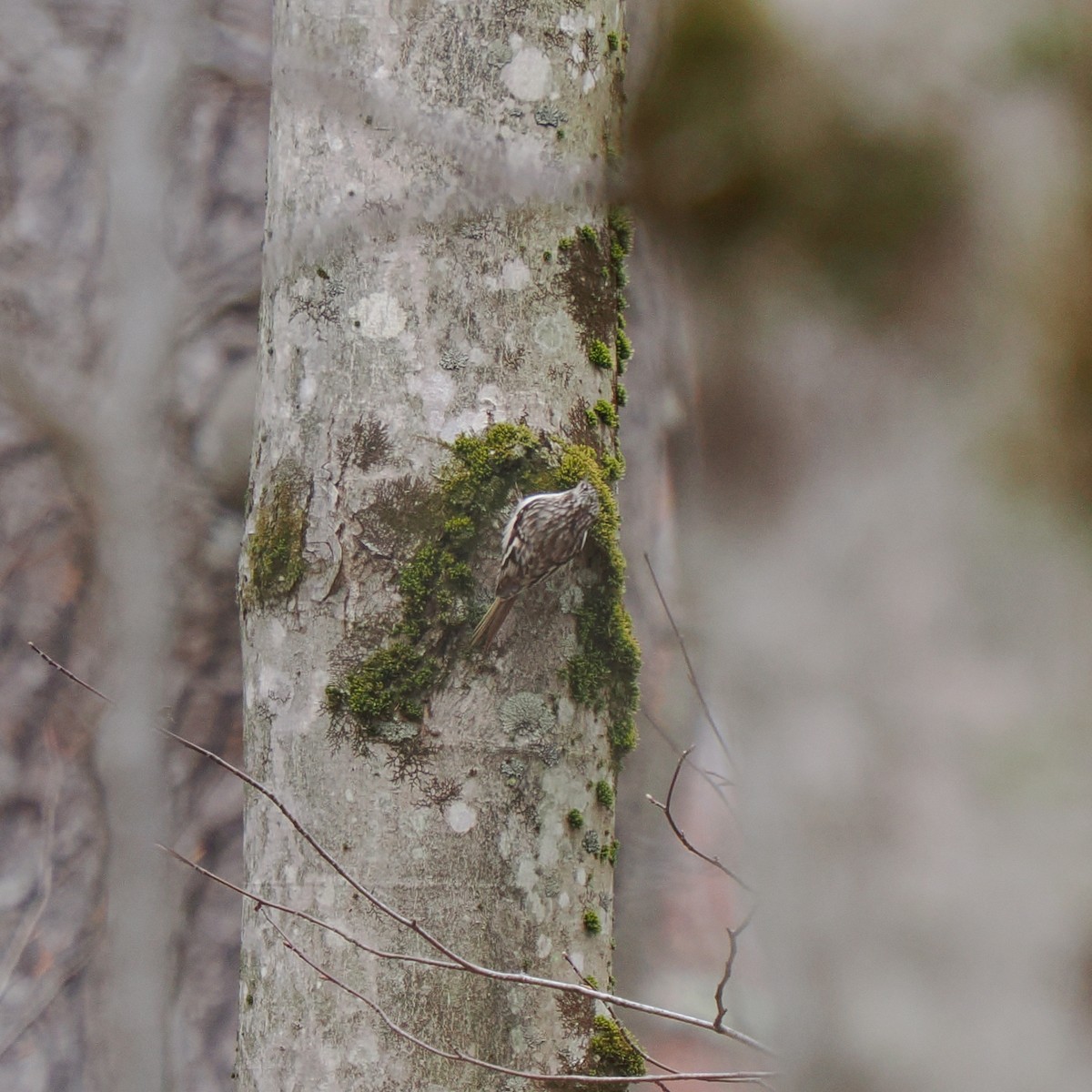 Brown Creeper - ML654400063