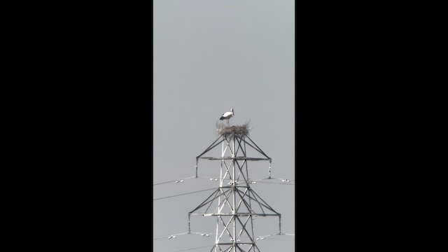 Oriental Stork - ML654402588