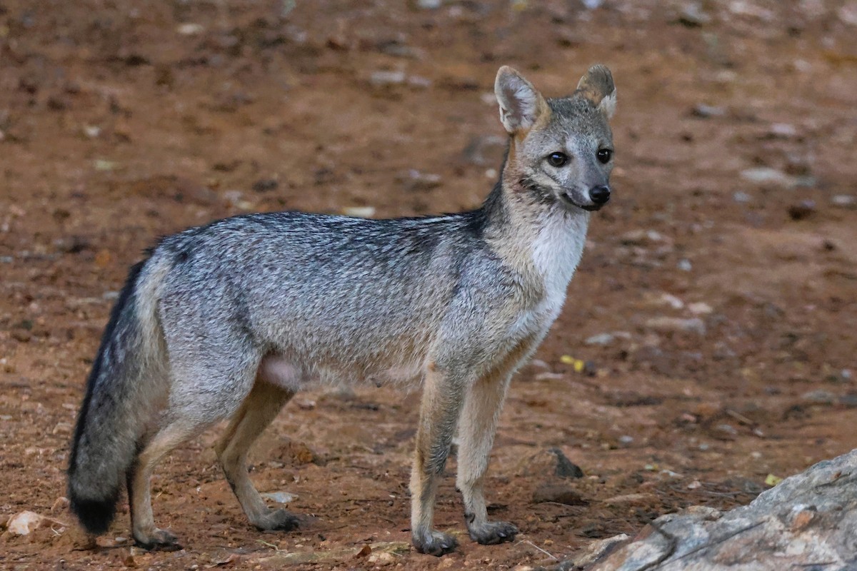 Crab-eating Fox - ML654403611