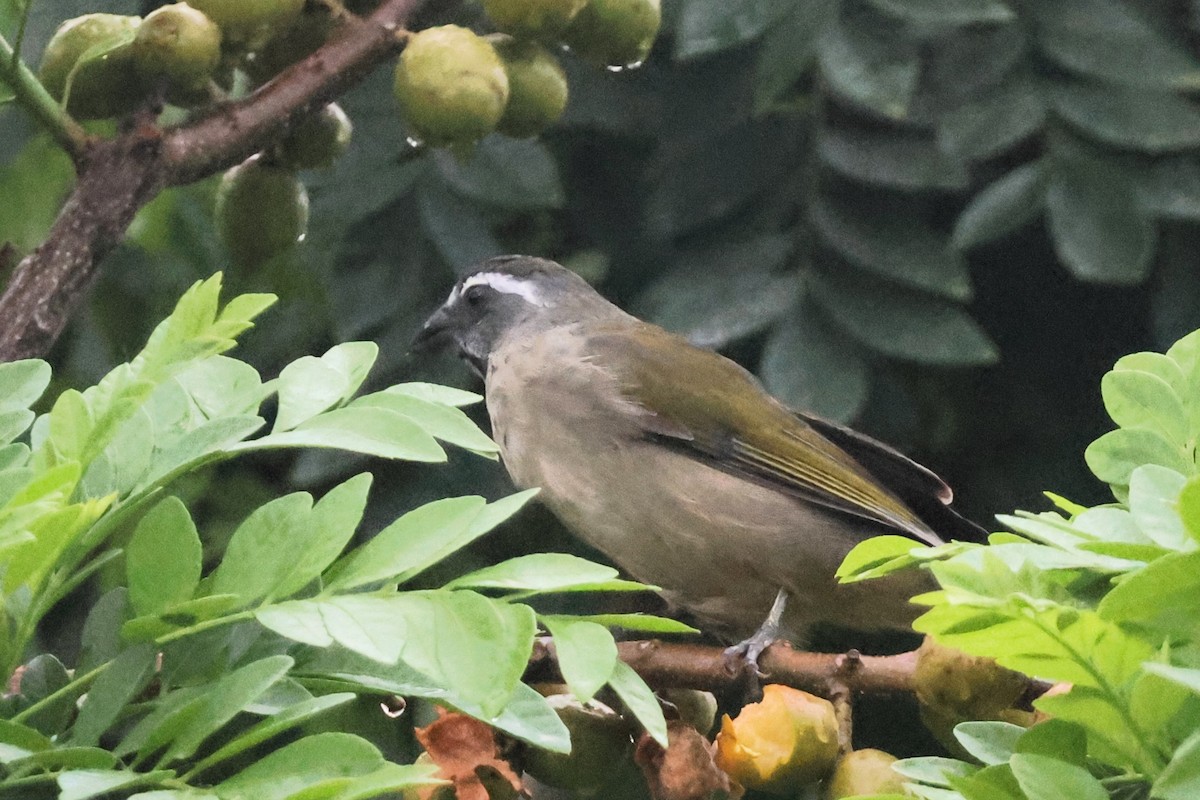 Green-winged Saltator - ML654403762