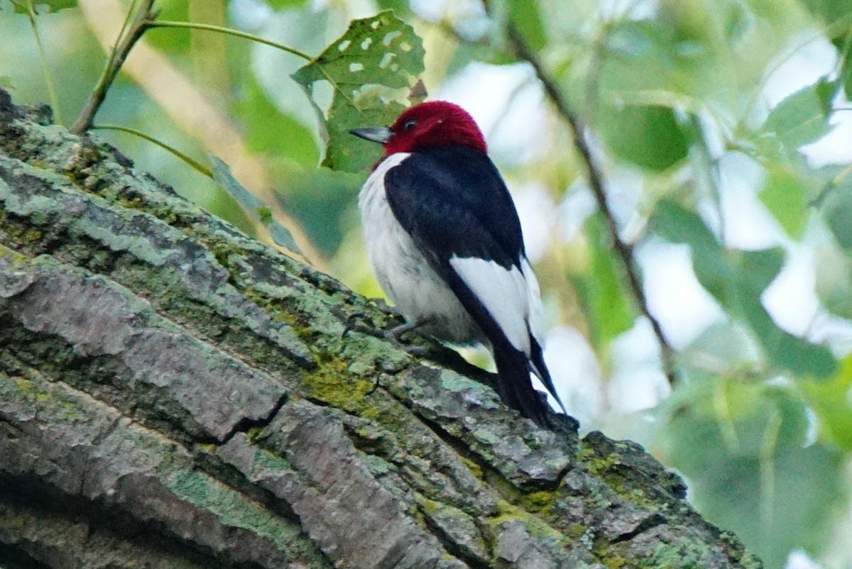 Red-headed Woodpecker - Dennis Mersky