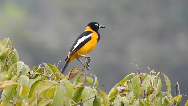 Venezuelan Troupial - ML654405775