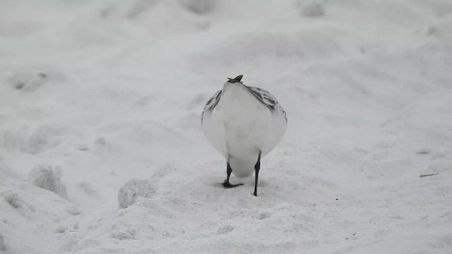 Sanderling - ML654405847