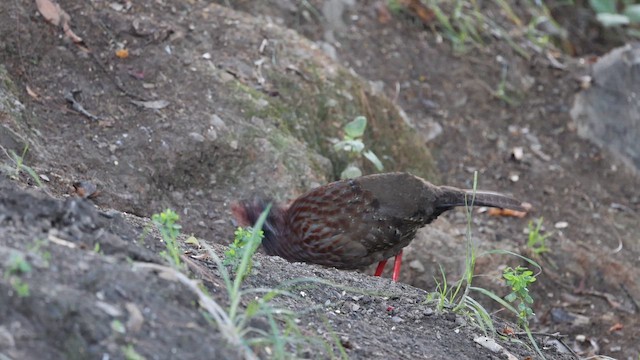 Long-tailed Wood-Partridge - ML654407626