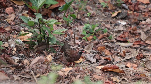 Long-tailed Wood-Partridge - ML654407668