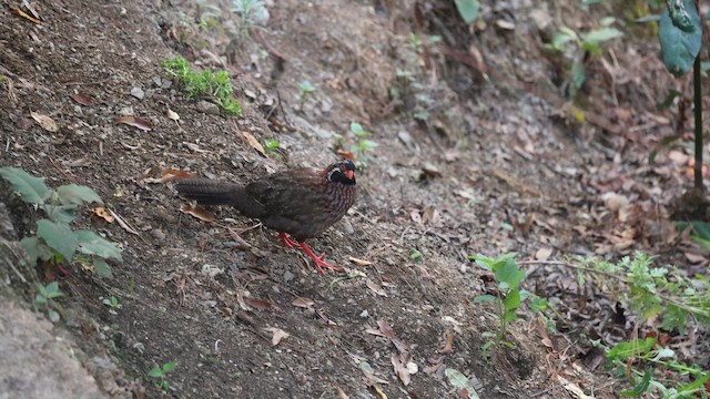 Long-tailed Wood-Partridge - ML654407688
