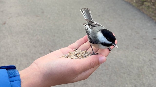 sýkora černohlavá - ML654409103