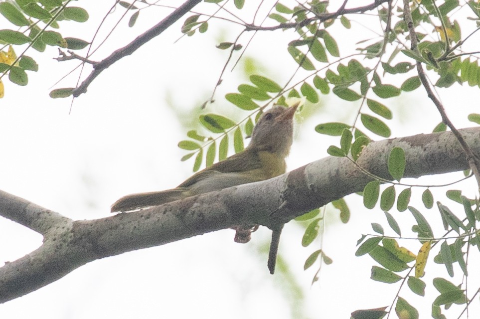 Verdillo Cabecigrís - ML654409911