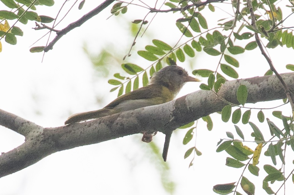 Verdillo Cabecigrís - ML654409912