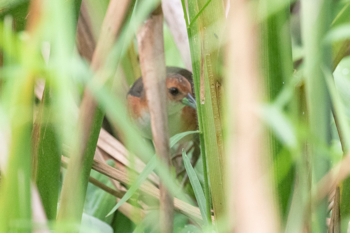 Polluela Burrito - ML654409936