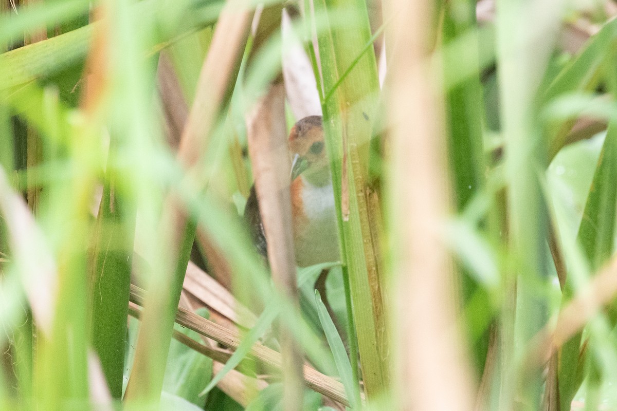 Polluela Burrito - ML654409937