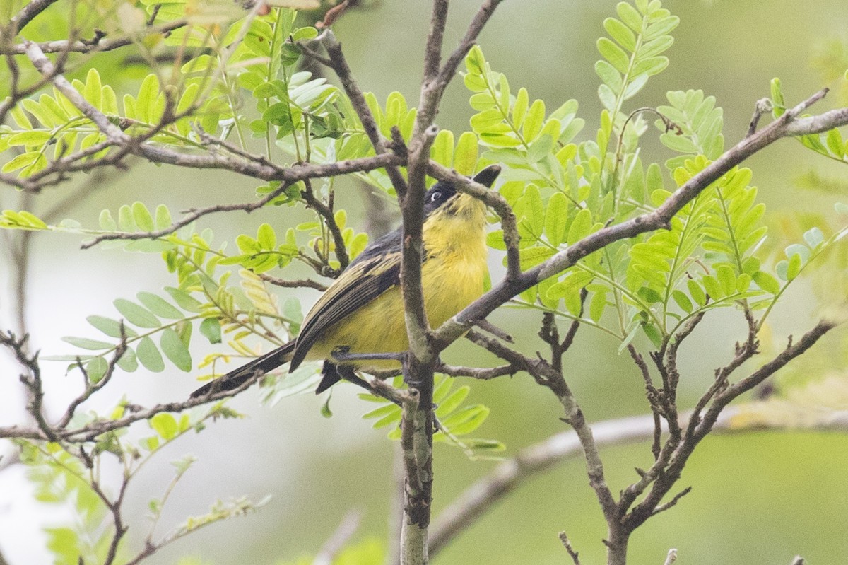 Titirijí Común - ML654409961