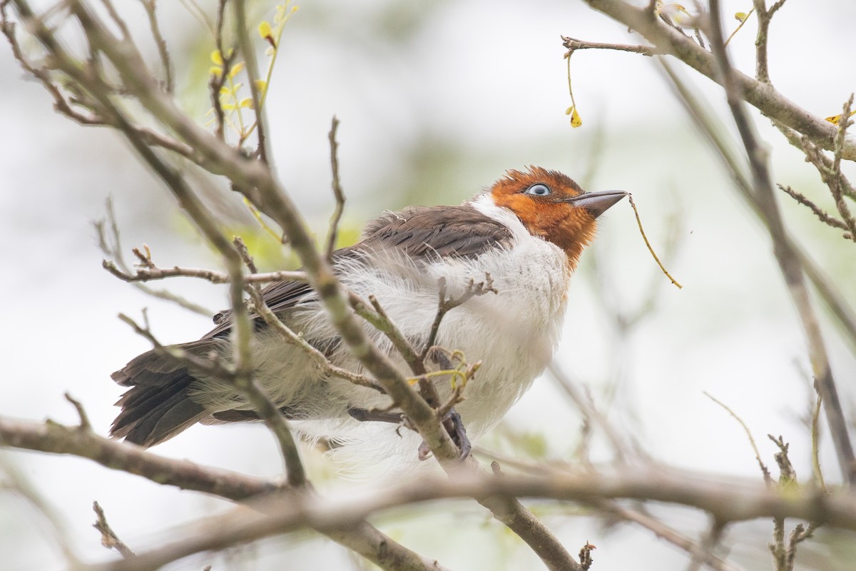 Cardenilla Capirroja - ML654409964