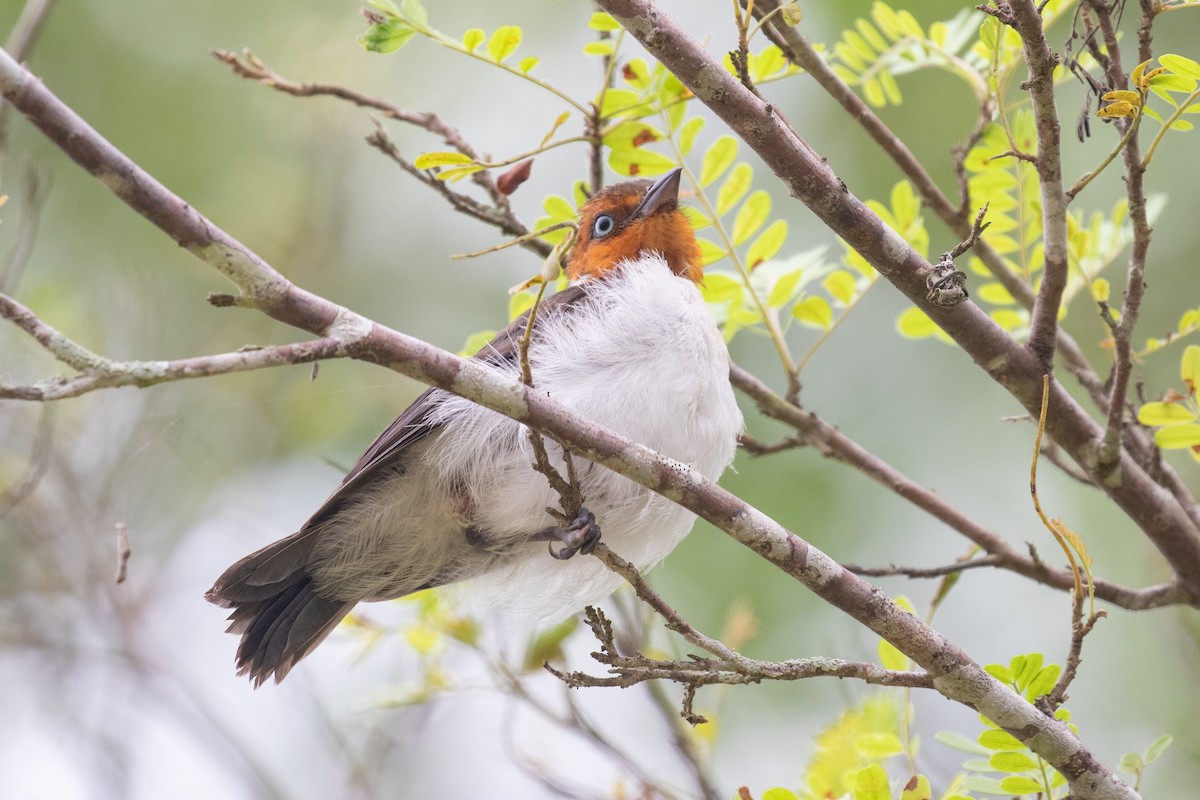 Cardenilla Capirroja - ML654409965