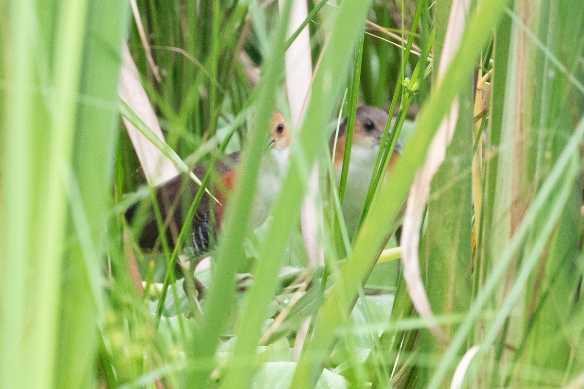 Polluela Burrito - ML654409971