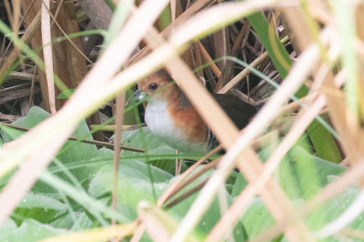 Polluela Burrito - ML654409972