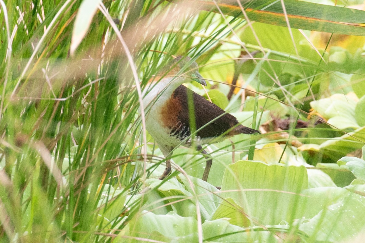 Polluela Burrito - ML654409973