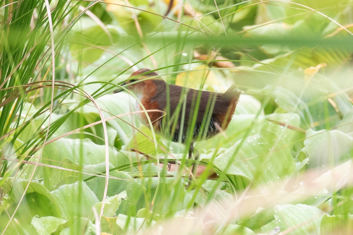 Polluela Burrito - ML654409974