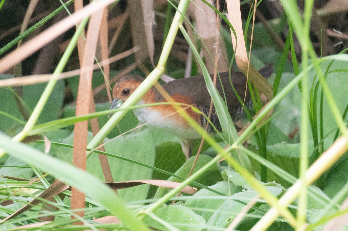 Polluela Burrito - ML654409975