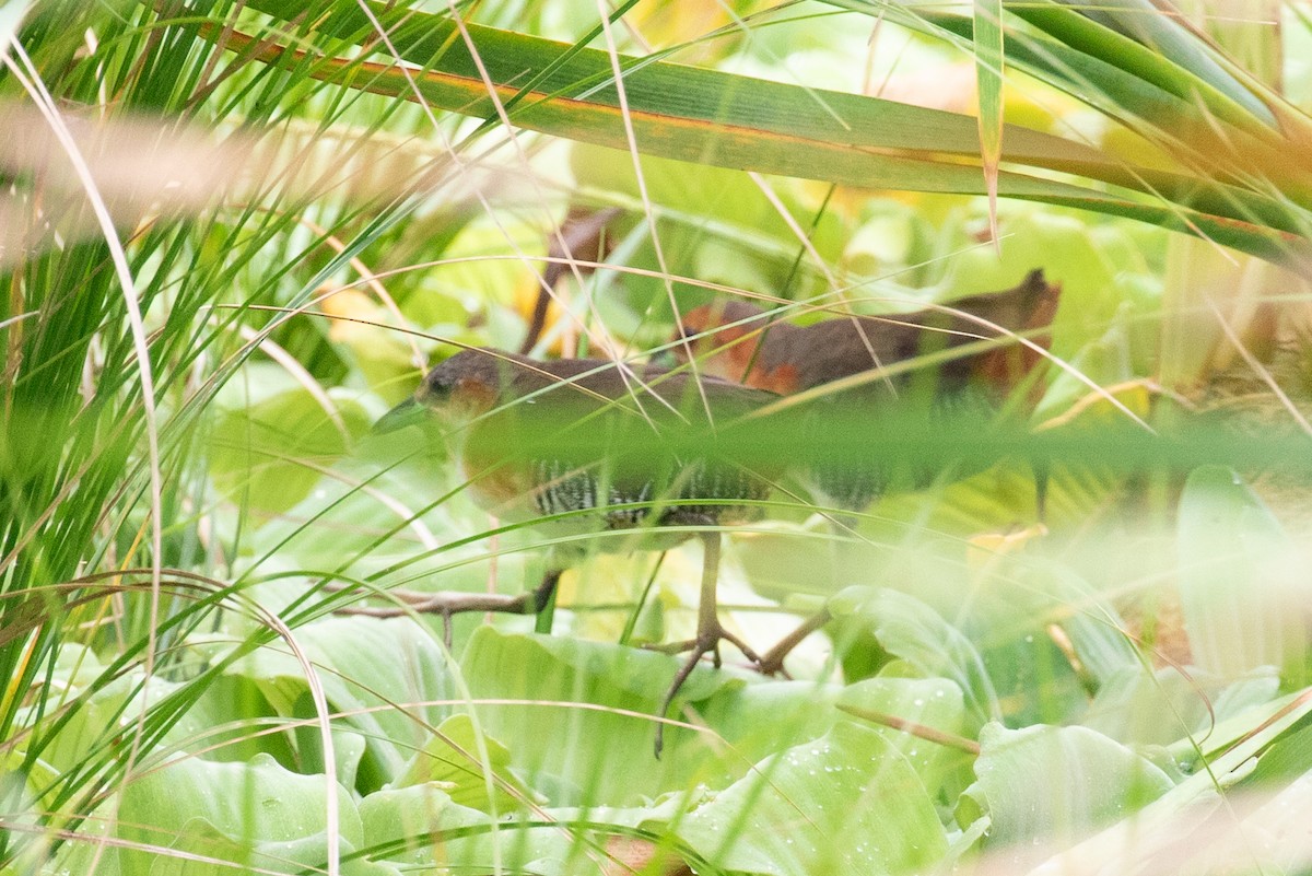 Polluela Burrito - ML654409976