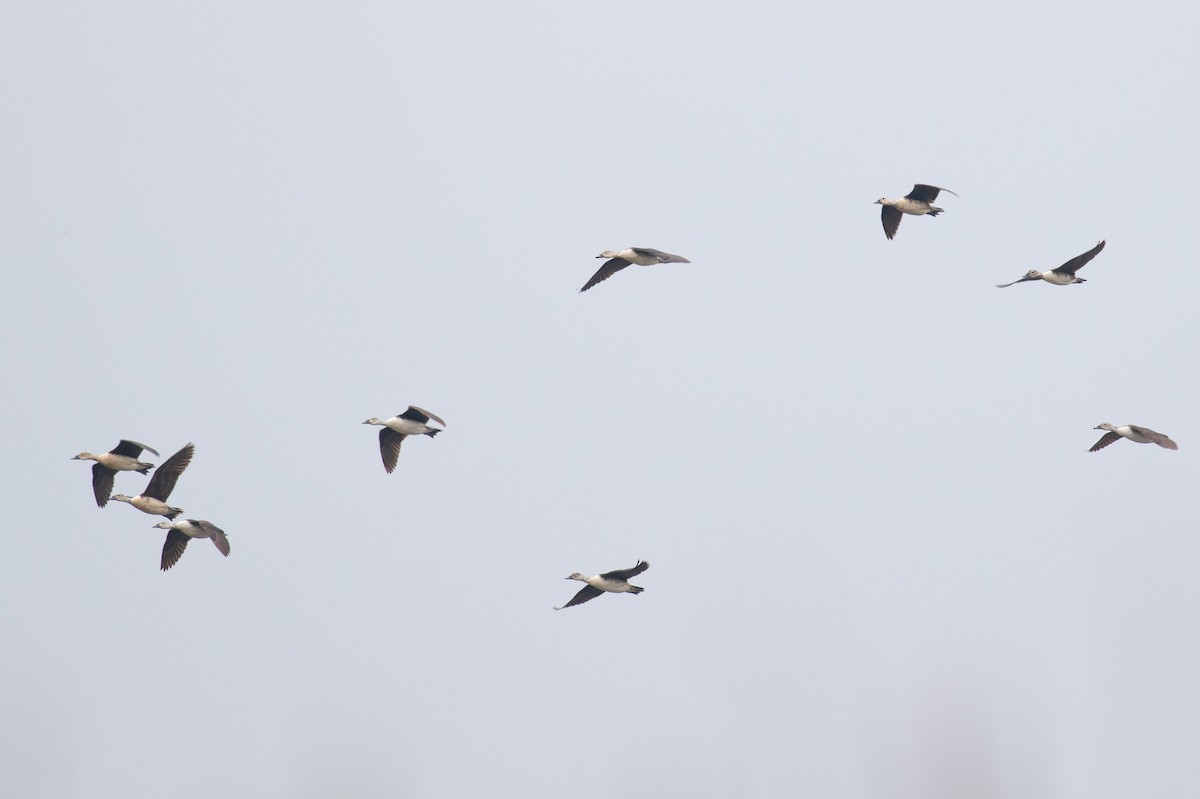 Pato Crestudo Americano - ML654409995