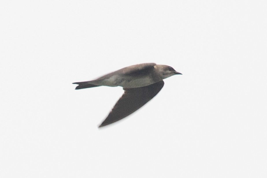 Golondrina Parda - ML654410002