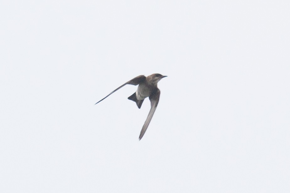 Golondrina Parda - ML654410003