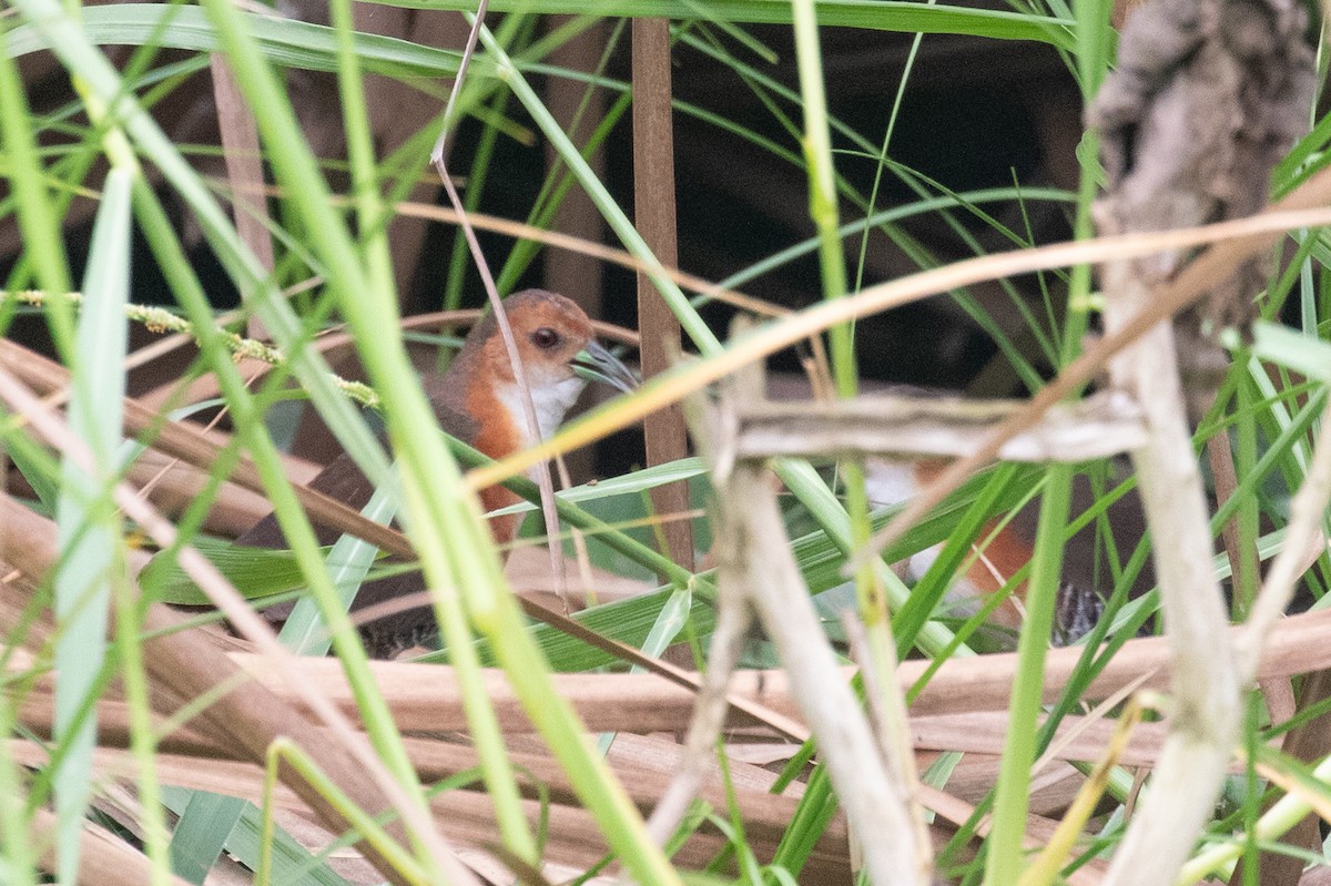 Polluela Burrito - ML654410010