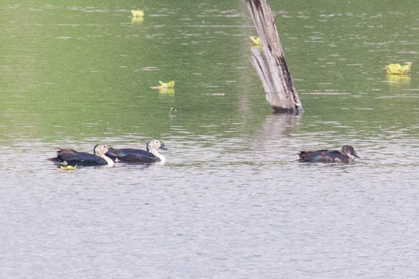 Pato Crestudo Americano - ML654410015