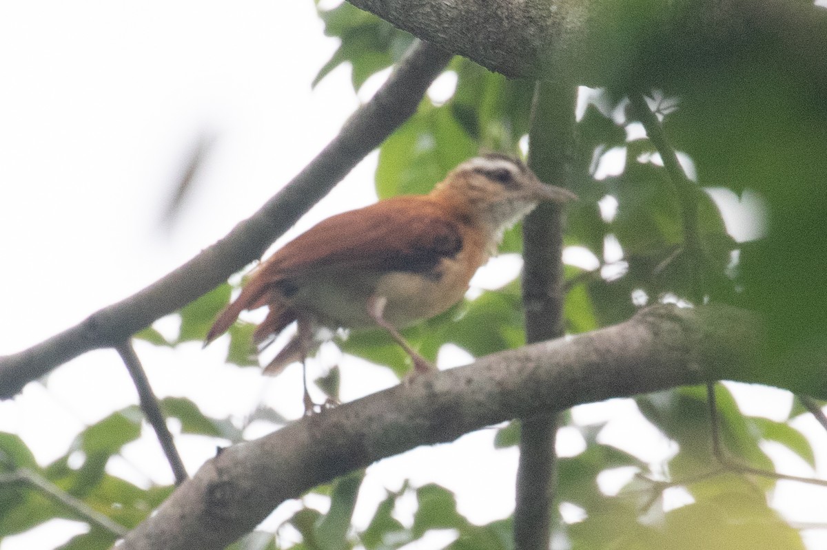 Hornero Paticlaro - ML654410019