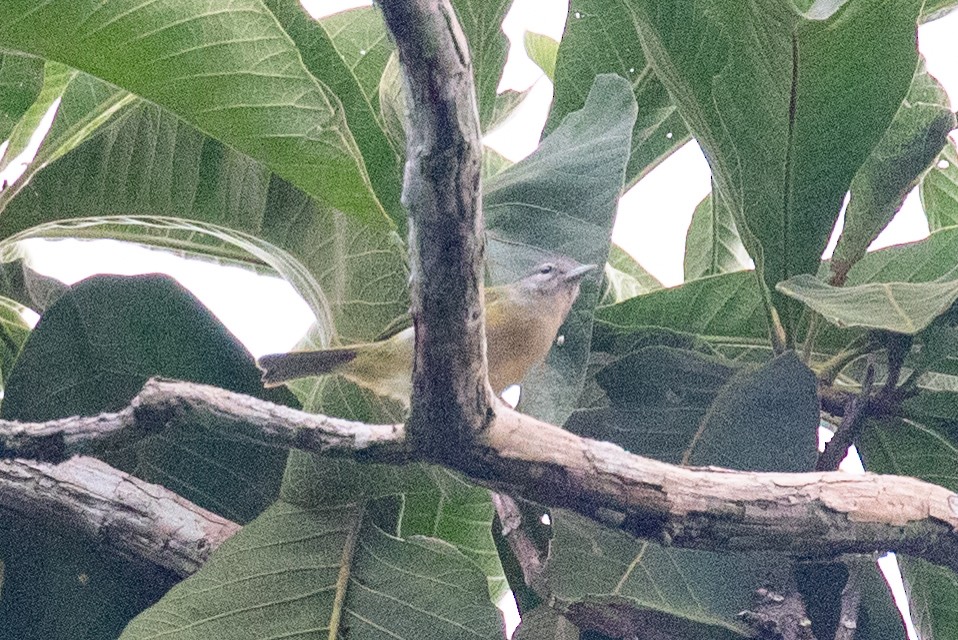 Verdillo Cabecigrís - ML654410043