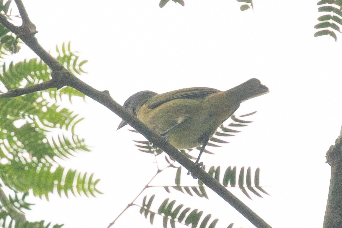 Conirrostro Culirrufo - ML654410070