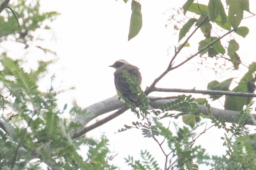 Bienteveo Sociable - ML654410082