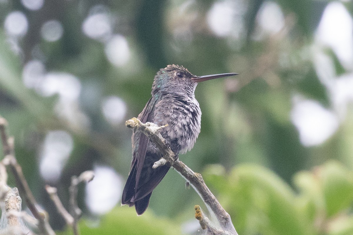 Amazilia Zafirina (de Barlett) - ML654410095